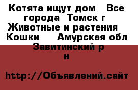 Котята ищут дом - Все города, Томск г. Животные и растения » Кошки   . Амурская обл.,Завитинский р-н